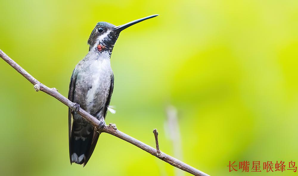 长嘴星喉蜂鸟 / Long-billed Starthroat / Heliomaster longirostris