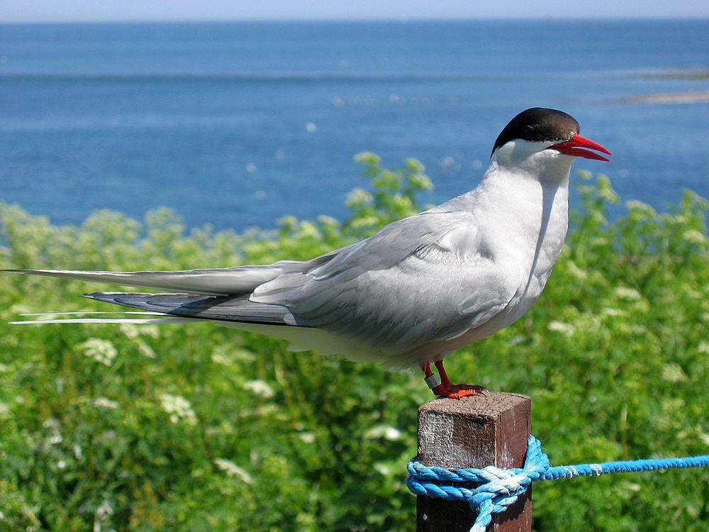 北极燕鸥 / Arctic Tern / Sterna paradisaea