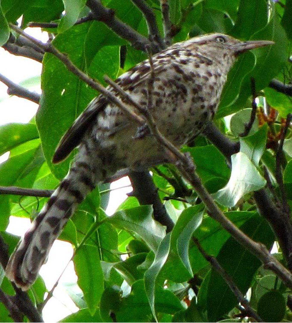 纹背曲嘴鹪鹩 / Stripe-backed Wren / Campylorhynchus nuchalis