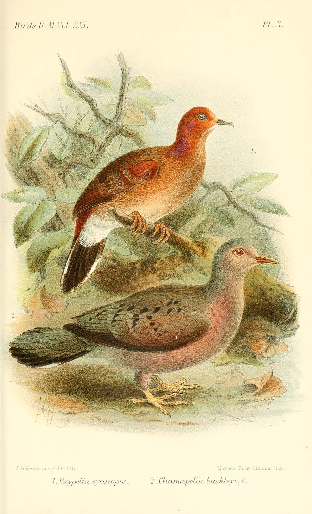 蓝眼地鸠 / Blue-eyed Ground Dove / Columbina cyanopis