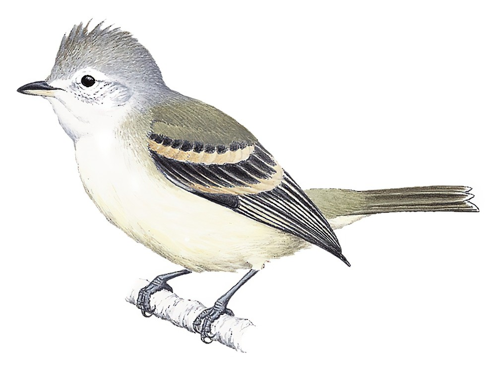 南无须小霸鹟 / Southern Beardless Tyrannulet / Camptostoma obsoletum