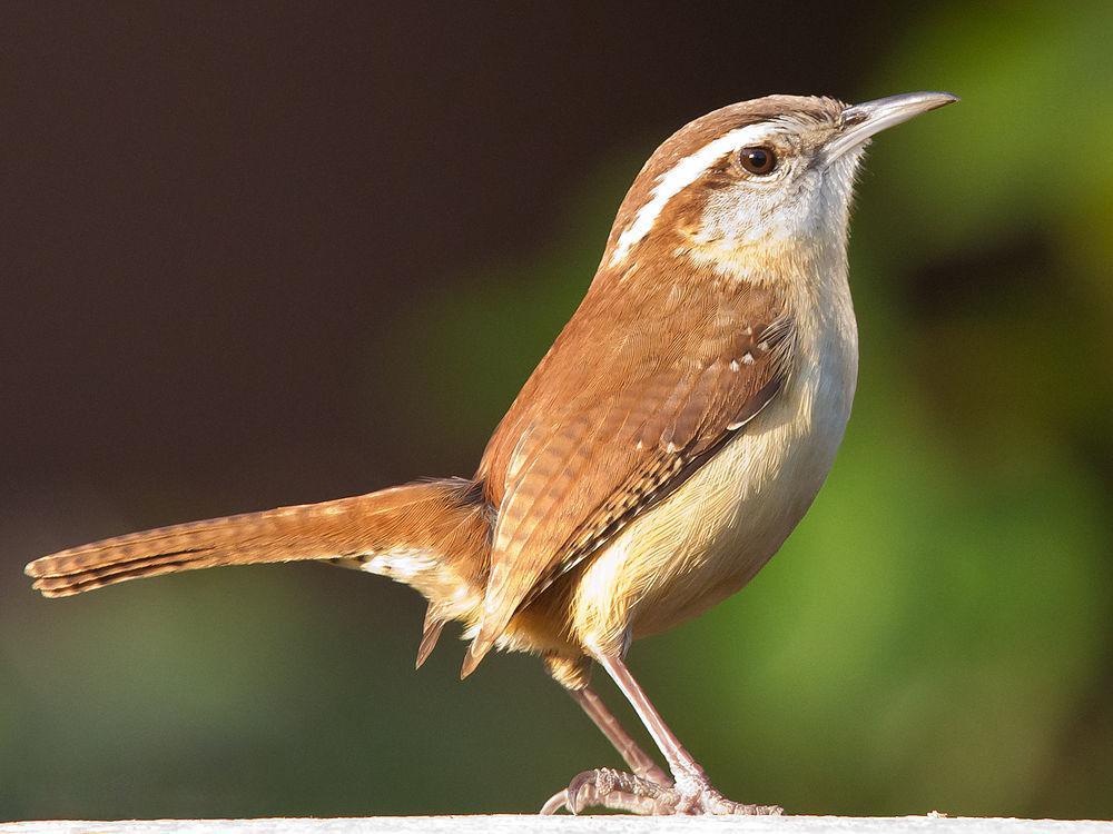 卡罗苇鹪鹩 / Carolina Wren / Thryothorus ludovicianus