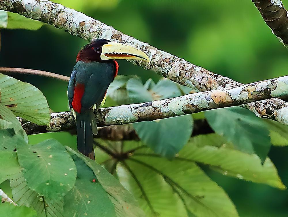 白嘴簇舌巨嘴鸟 / Ivory-billed Aracari / Pteroglossus azara