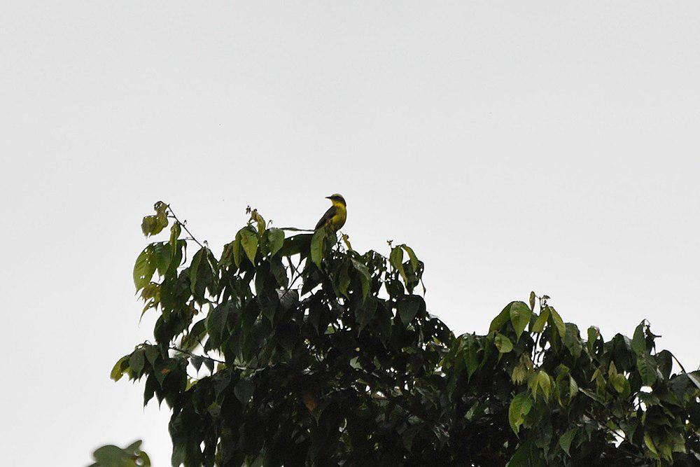 黄眉蚊霸鹟 / Lemon-browed Flycatcher / Conopias cinchoneti