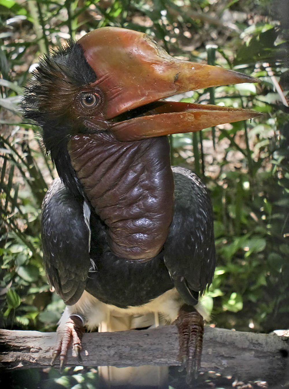 盔犀鸟 / Helmeted Hornbill / Rhinoplax vigil