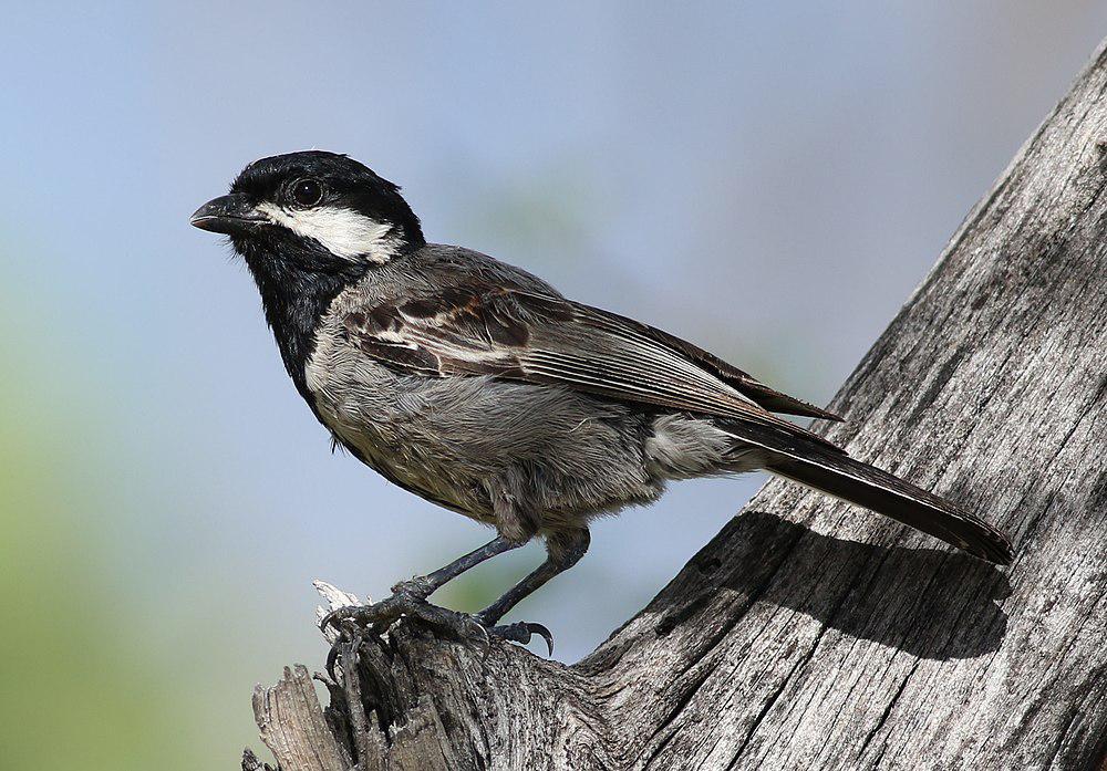 阿卡山雀 / Ashy Tit / Melaniparus cinerascens