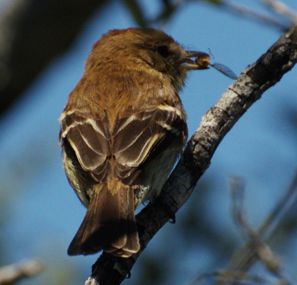 浅褐斑翅霸鹟 / Bran-colored Flycatcher / Myiophobus fasciatus