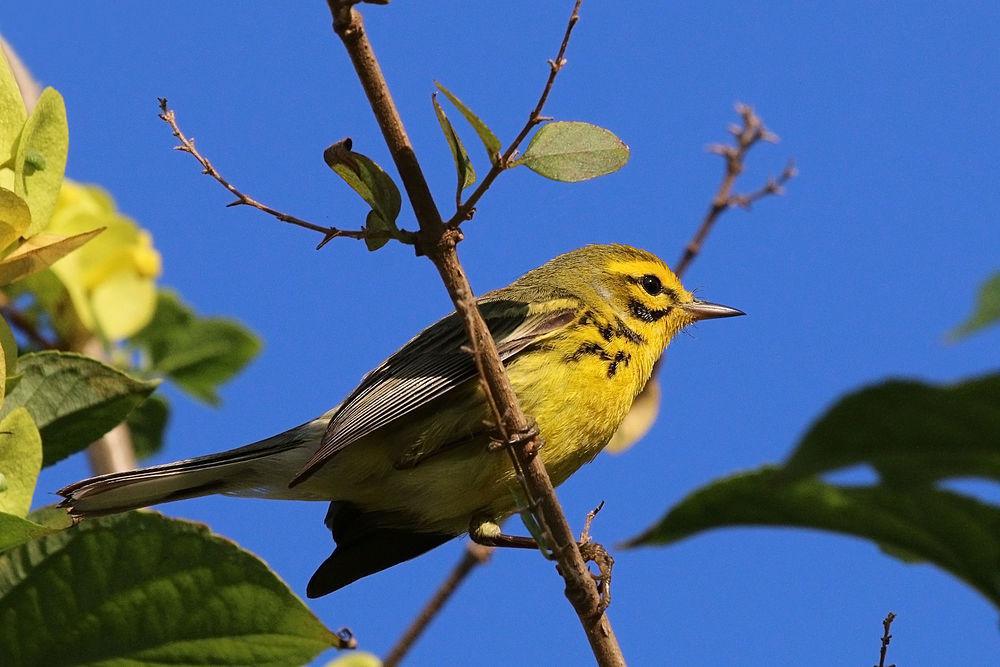 草原林莺 / Prairie Warbler / Setophaga discolor