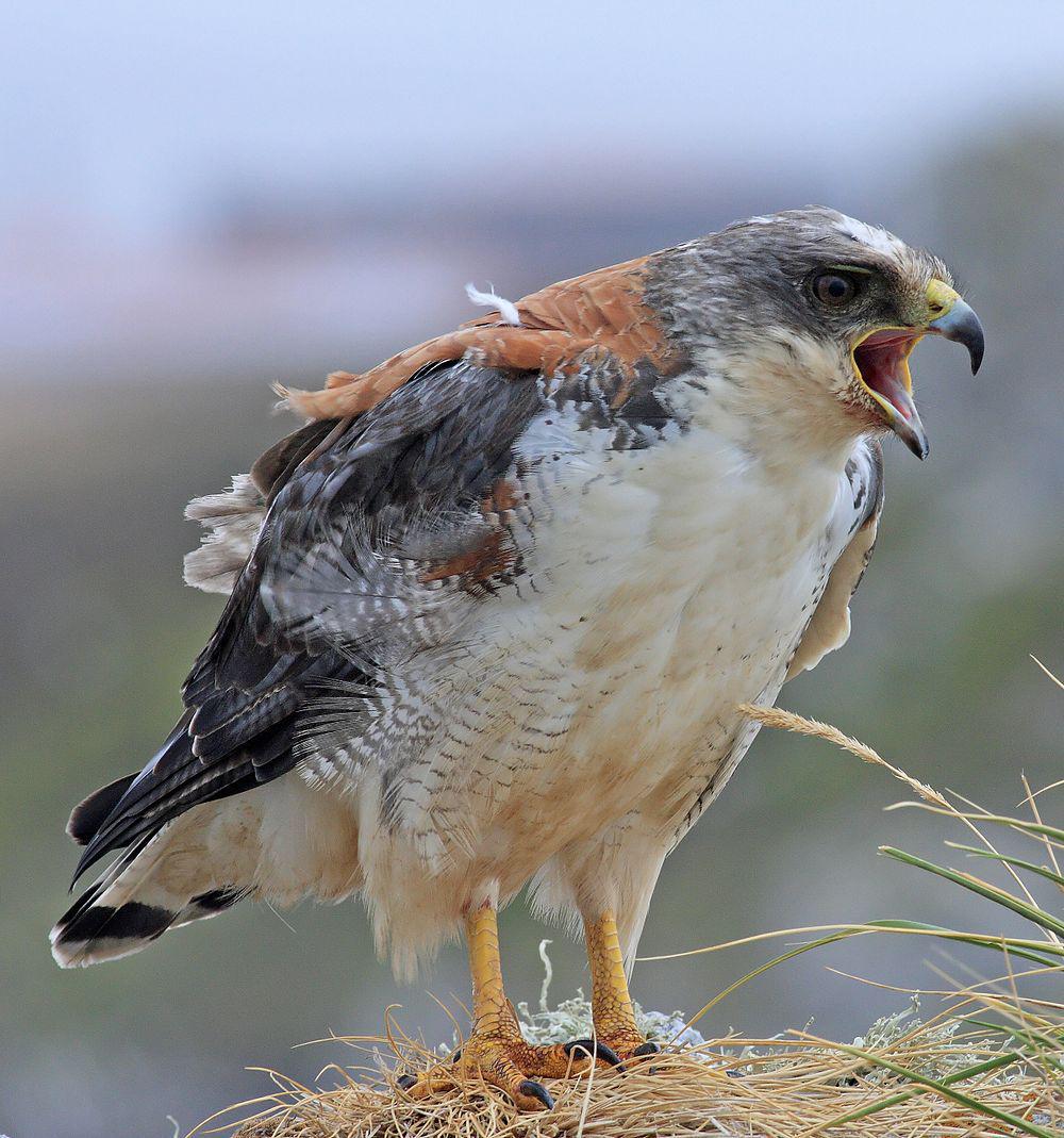 红背鵟 / Variable Hawk / Geranoaetus polyosoma