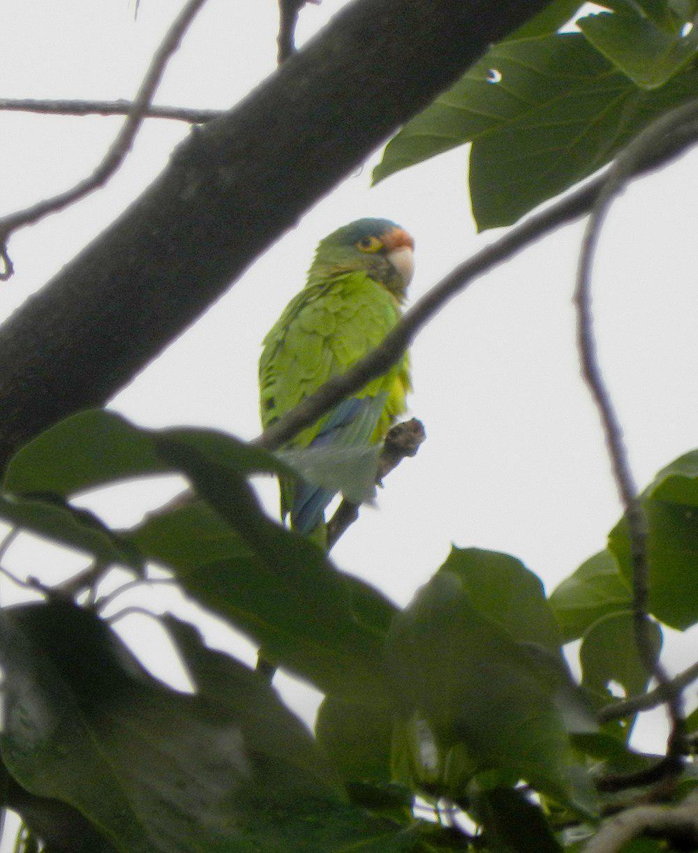 尼加拉瓜绿鹦哥 / Pacific Parakeet / Psittacara strenuus