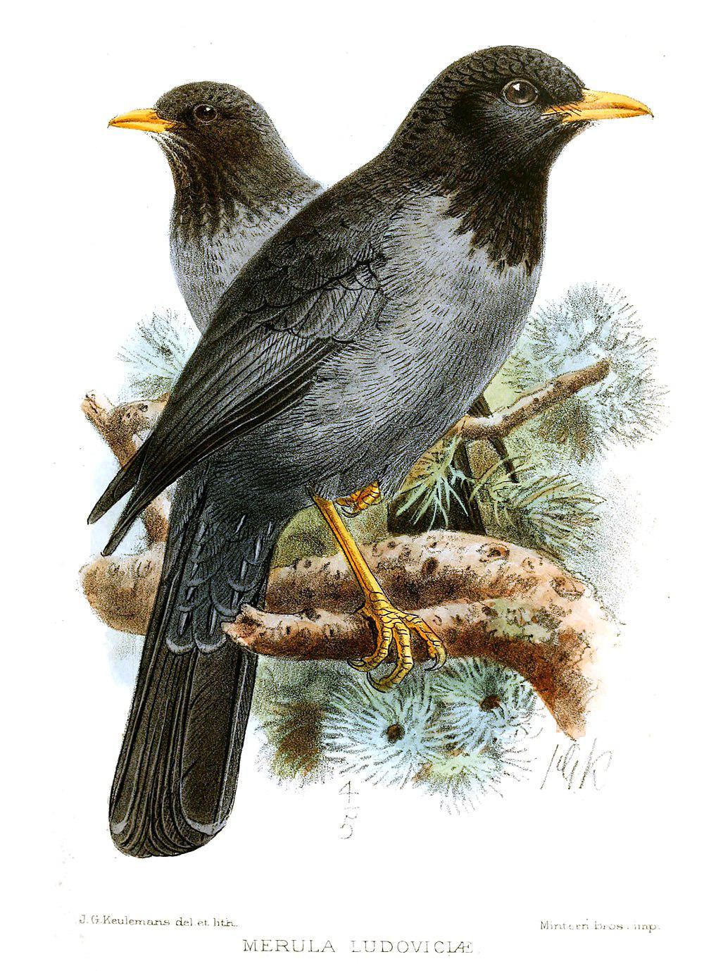 索马利鸫 / Somali Thrush / Turdus ludoviciae