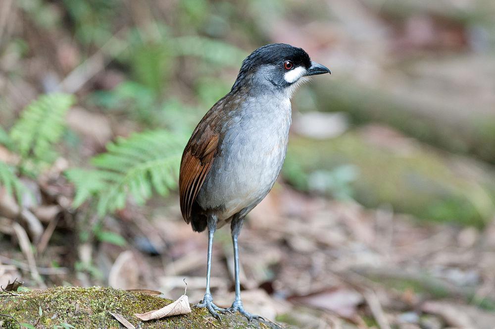 若克蚁鸫 / Jocotoco Antpitta / Grallaria ridgelyi