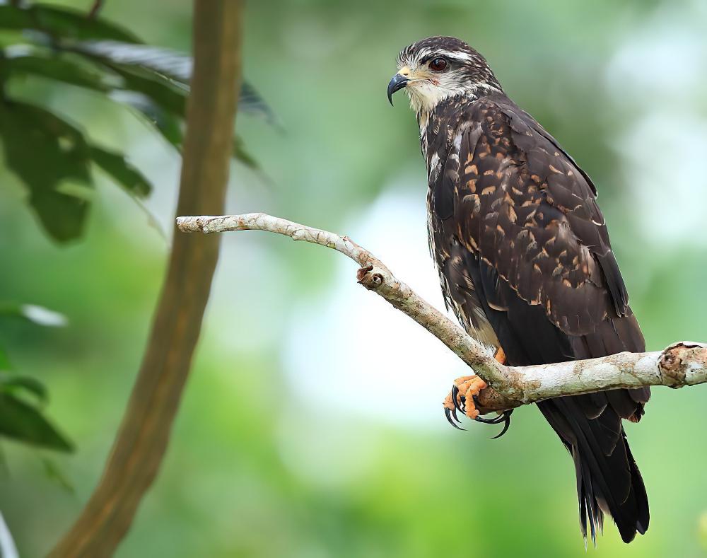 食螺鸢 / Snail Kite / Rostrhamus sociabilis