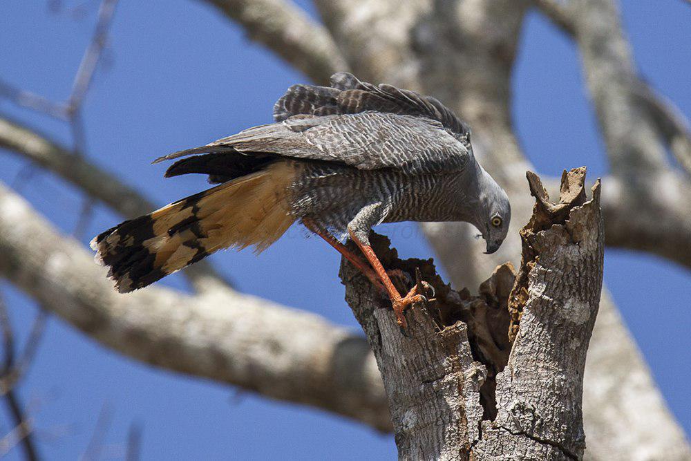 鹤鹰 / Crane Hawk / Geranospiza caerulescens