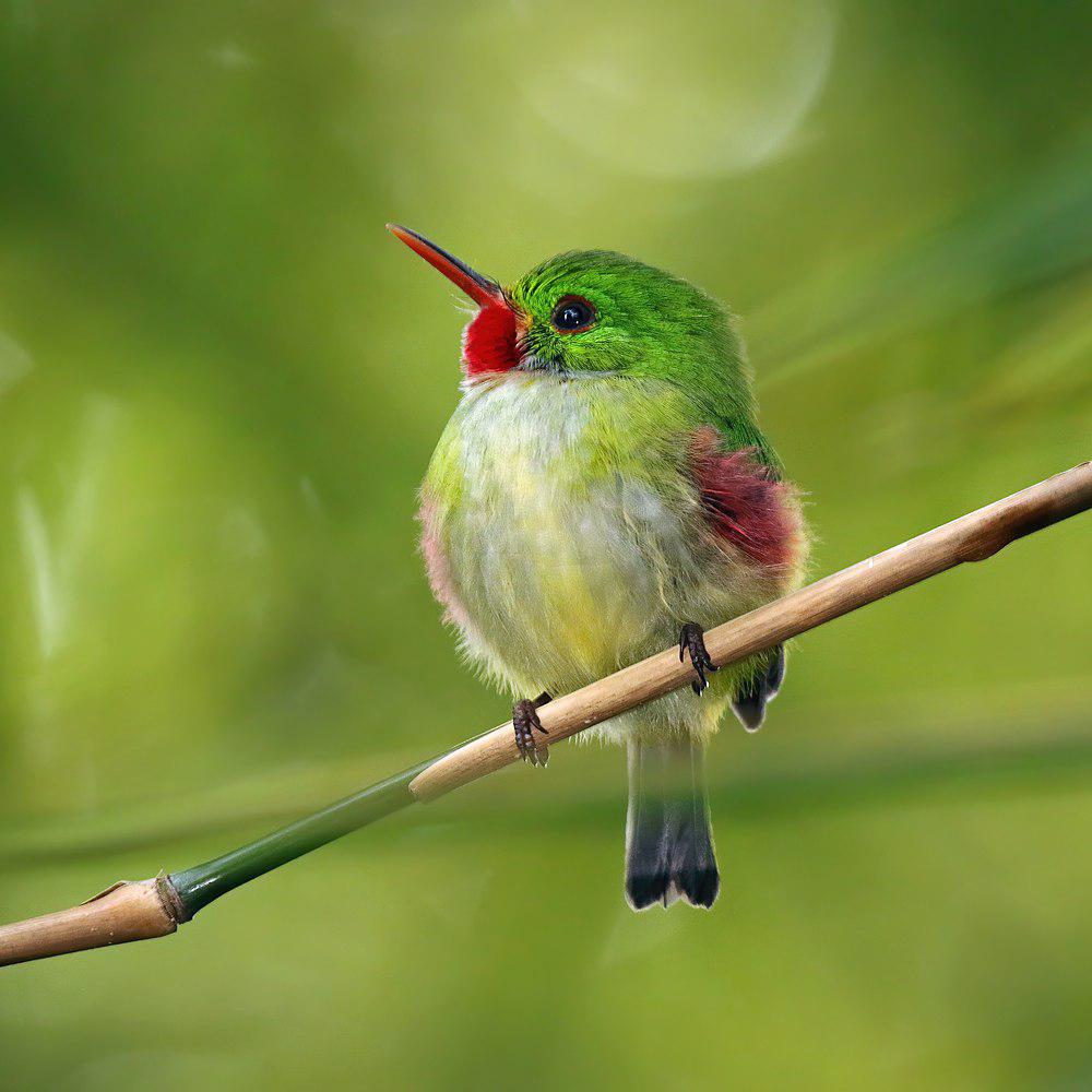 短尾鴗 / Jamaican Tody / Todus todus