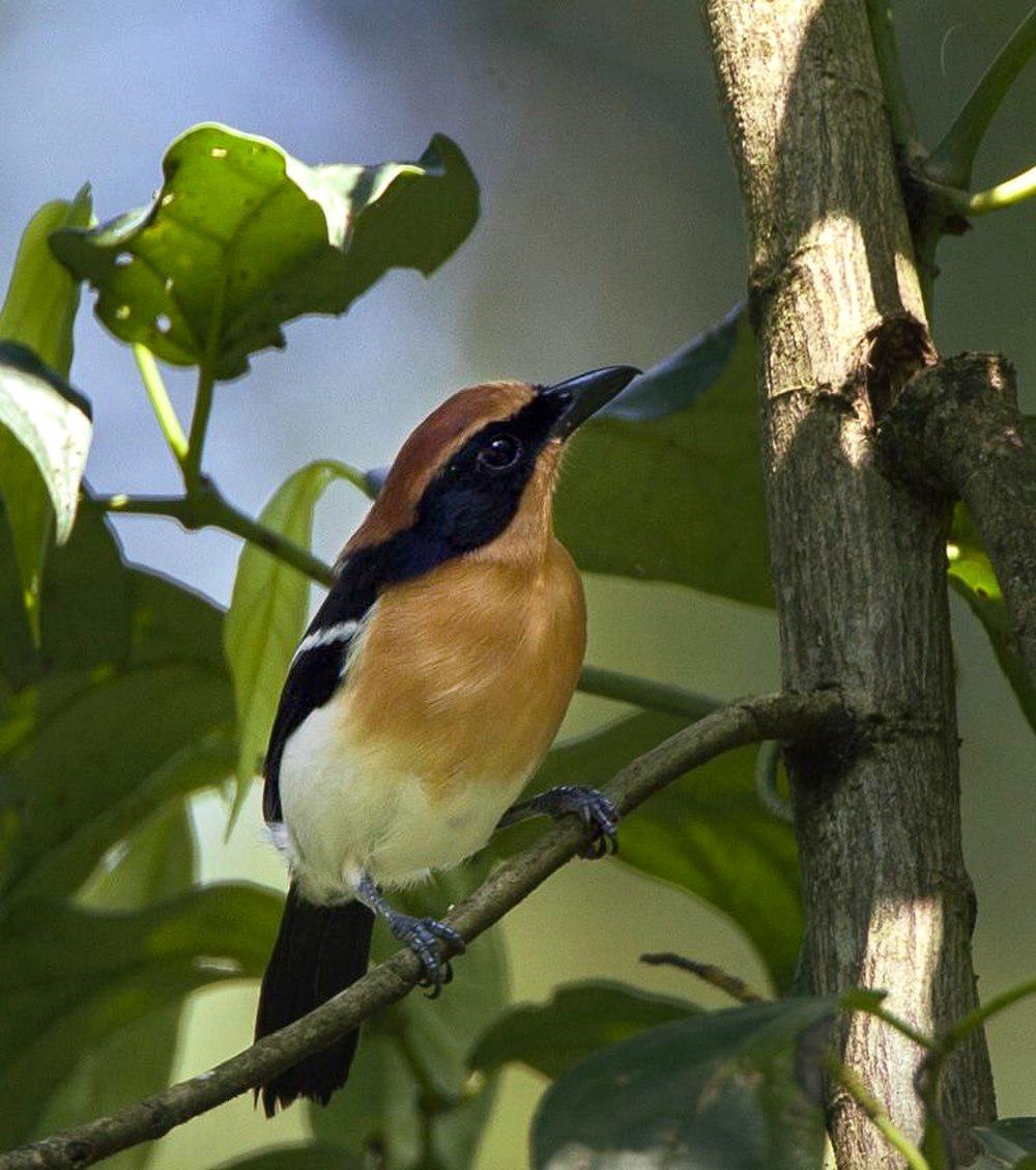 卢氏黑鵙 / Lühder\'s Bushshrike / Laniarius luehderi