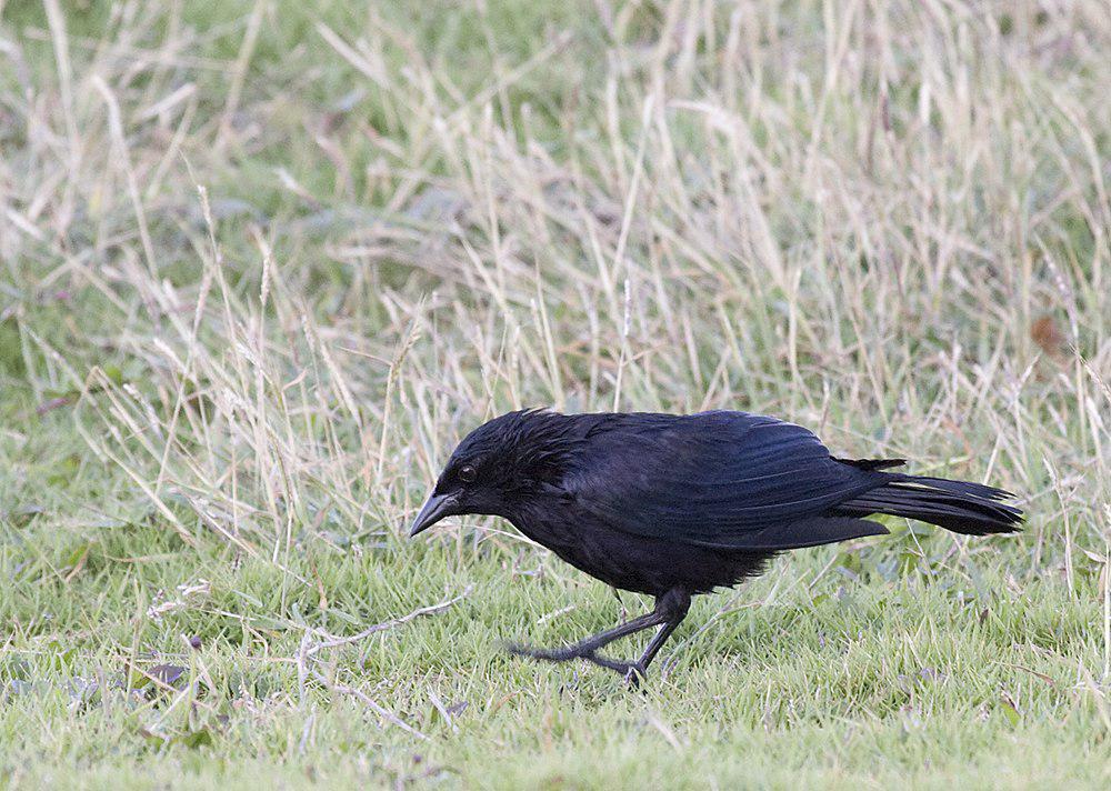 古巴黑鹂 / Cuban Blackbird / Ptiloxena atroviolacea