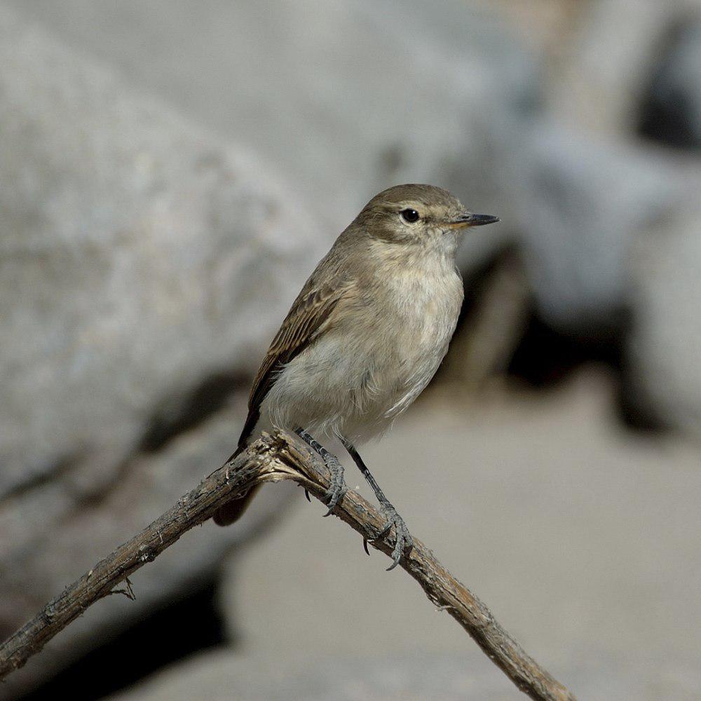 斑嘴地霸鹟 / Spot-billed Ground Tyrant / Muscisaxicola maculirostris