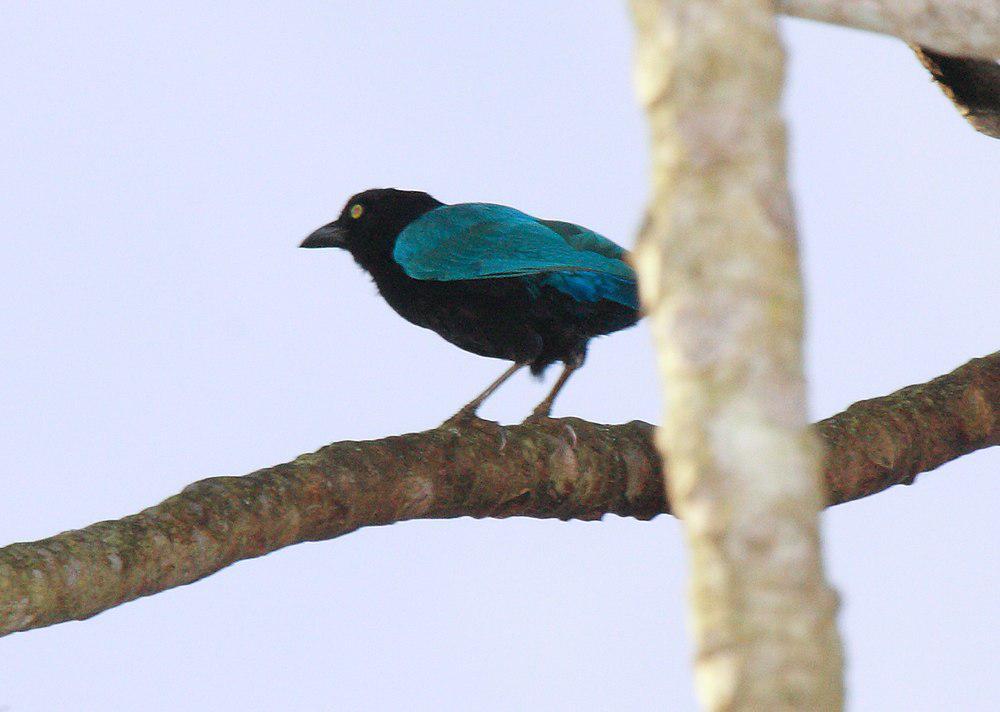 黑蓝冠鸦 / San Blas Jay / Cyanocorax sanblasianus