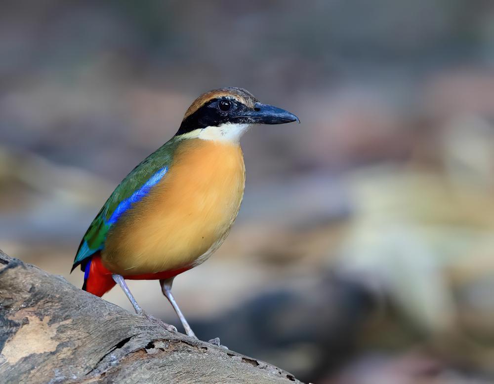 红树八色鸫 / Mangrove Pitta / Pitta megarhyncha