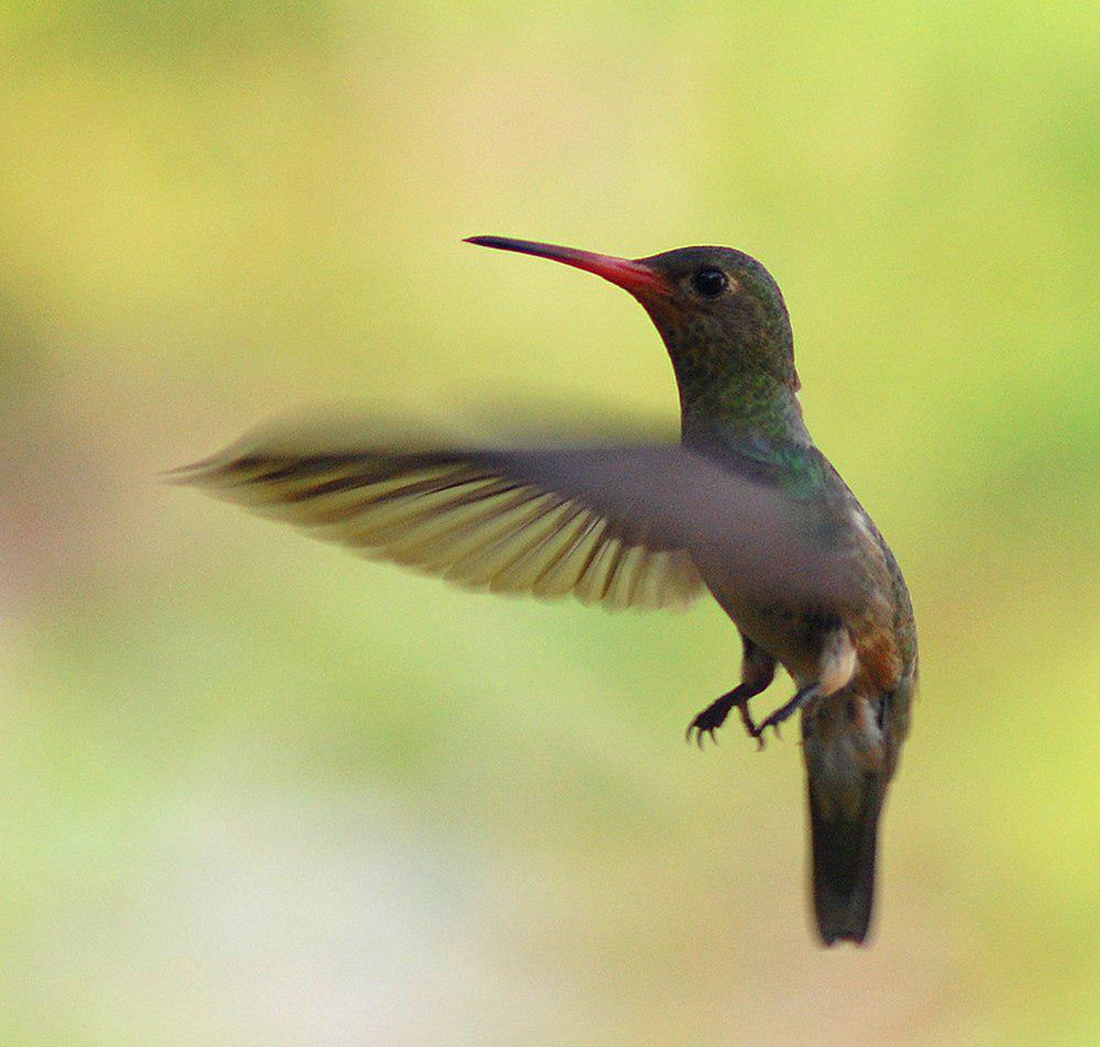 棕喉红嘴蜂鸟 / Rufous-throated Sapphire / Hylocharis sapphirina