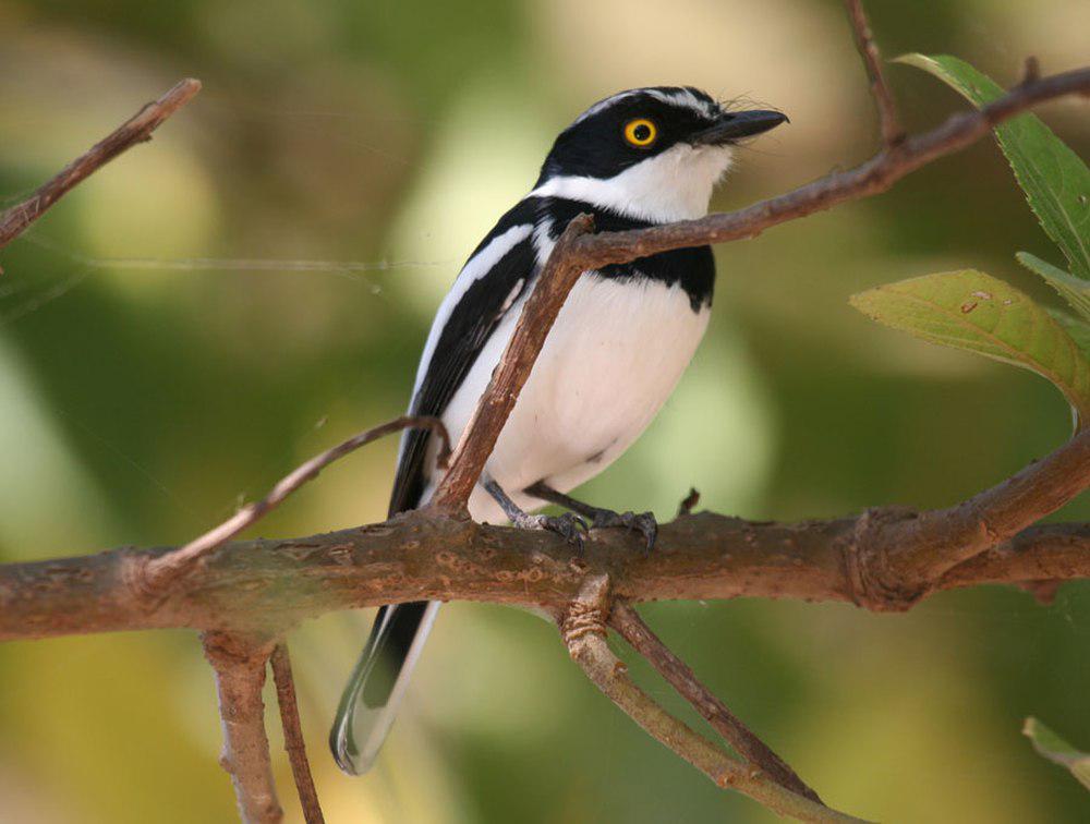 灰头蓬背鹟 / Grey-headed Batis / Batis orientalis