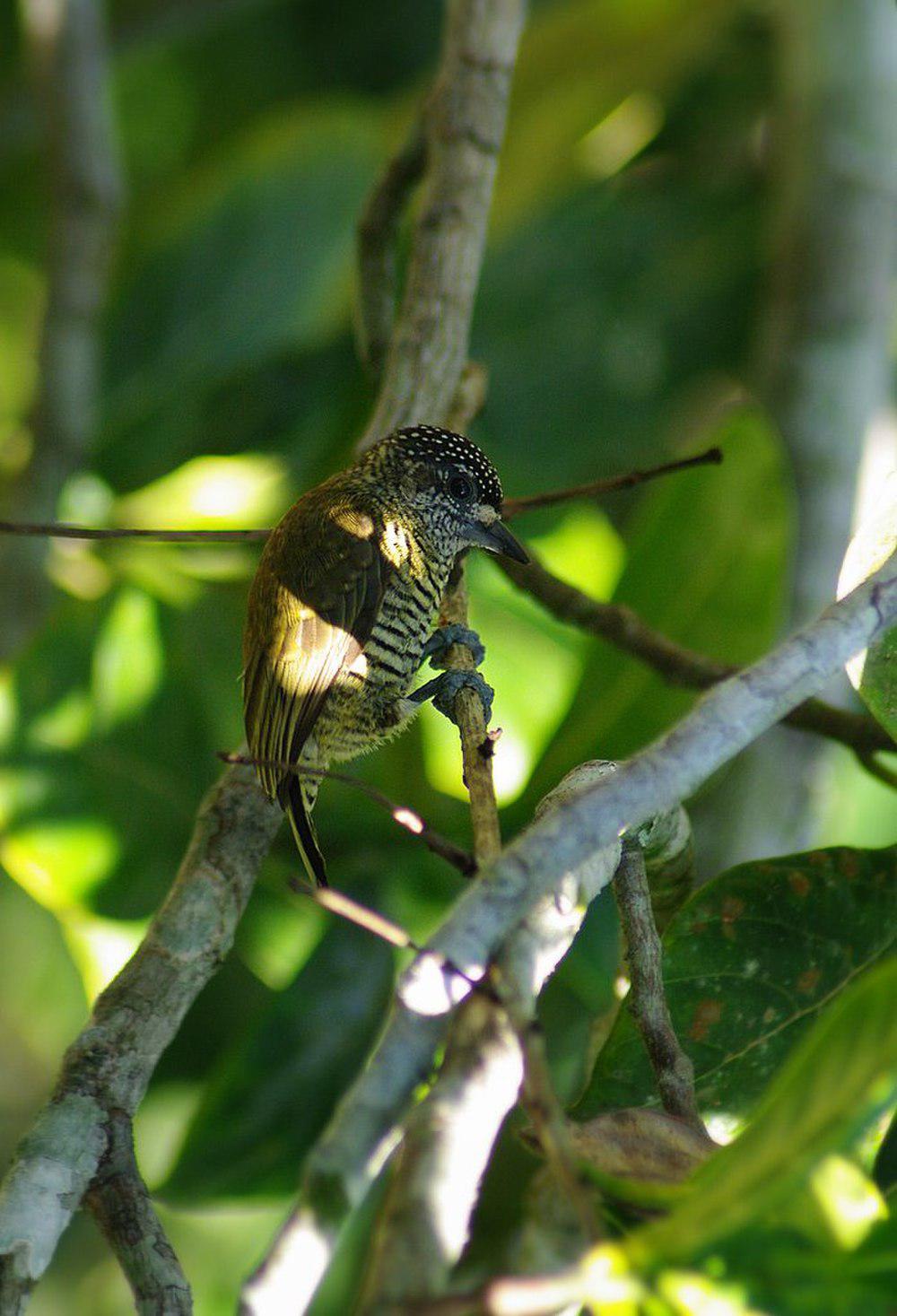 辉姬啄木鸟 / Golden-spangled Piculet / Picumnus exilis