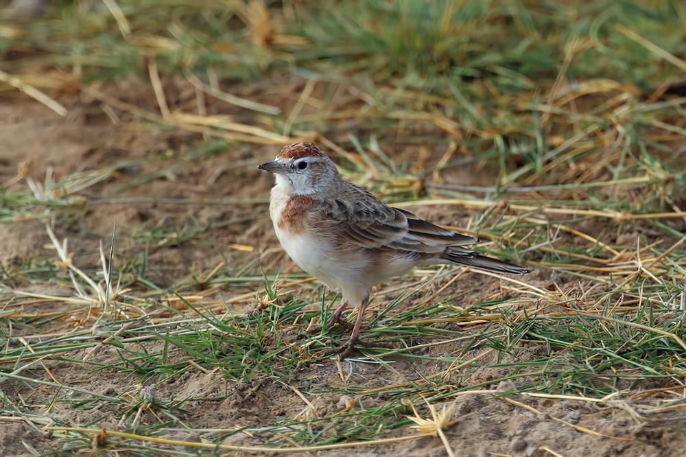 红顶短趾百灵 / Red-capped Lark / Calandrella cinerea