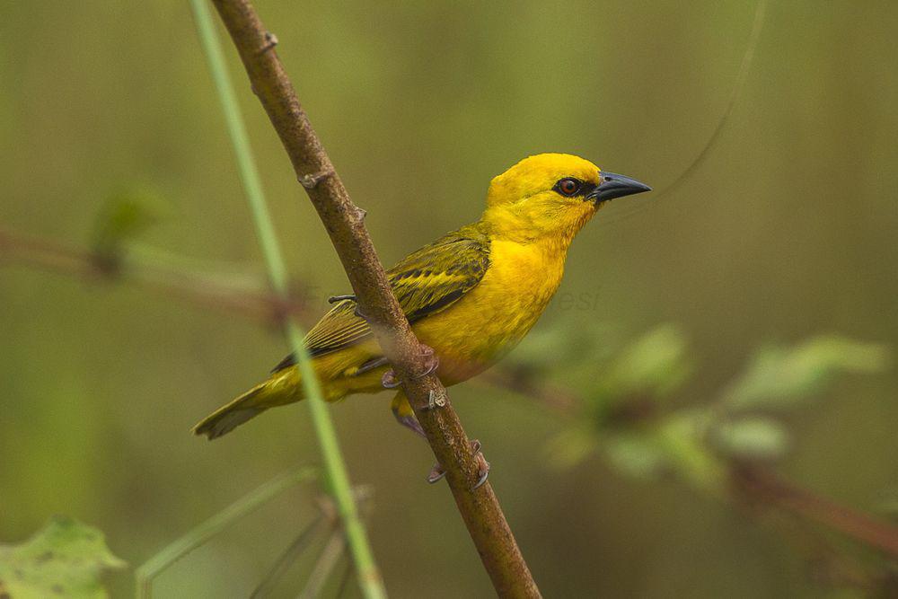 橙色织雀 / Orange Weaver / Ploceus aurantius