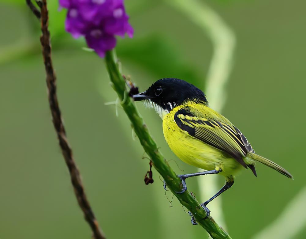 黑头哑霸鹟 / Black-headed Tody-Flycatcher / Todirostrum nigriceps