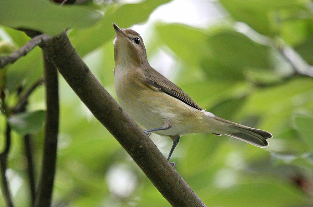 歌莺雀 / Warbling Vireo / Vireo gilvus