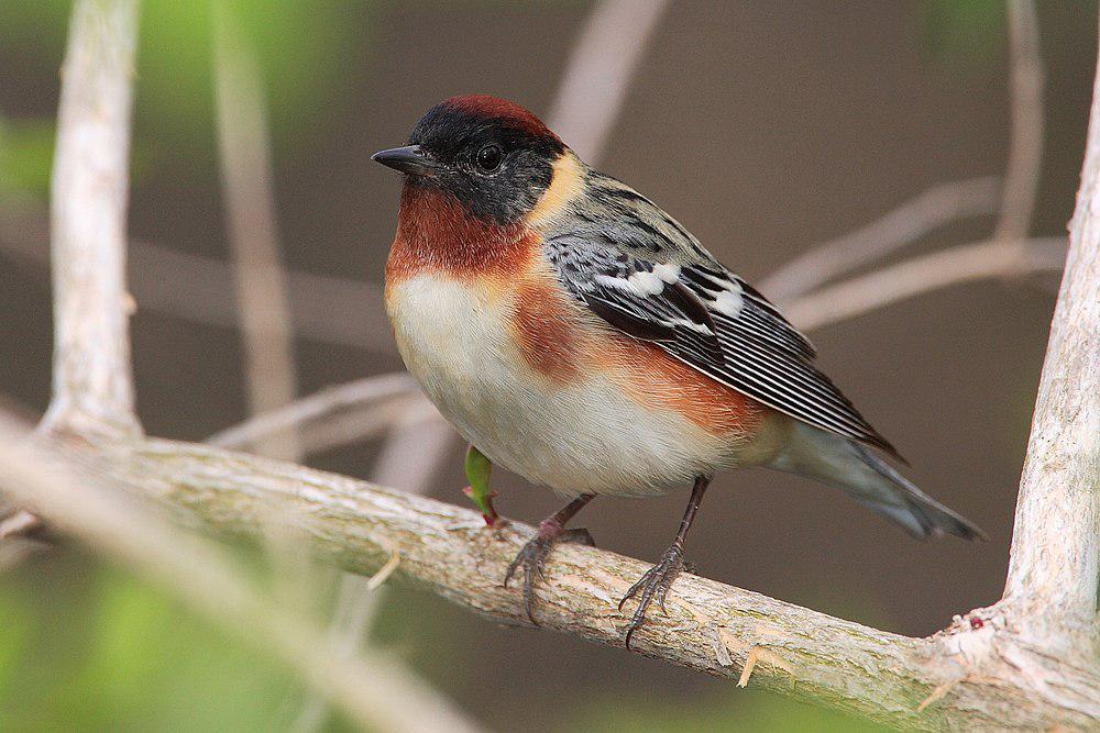 栗胸林莺 / Bay-breasted Warbler / Setophaga castanea