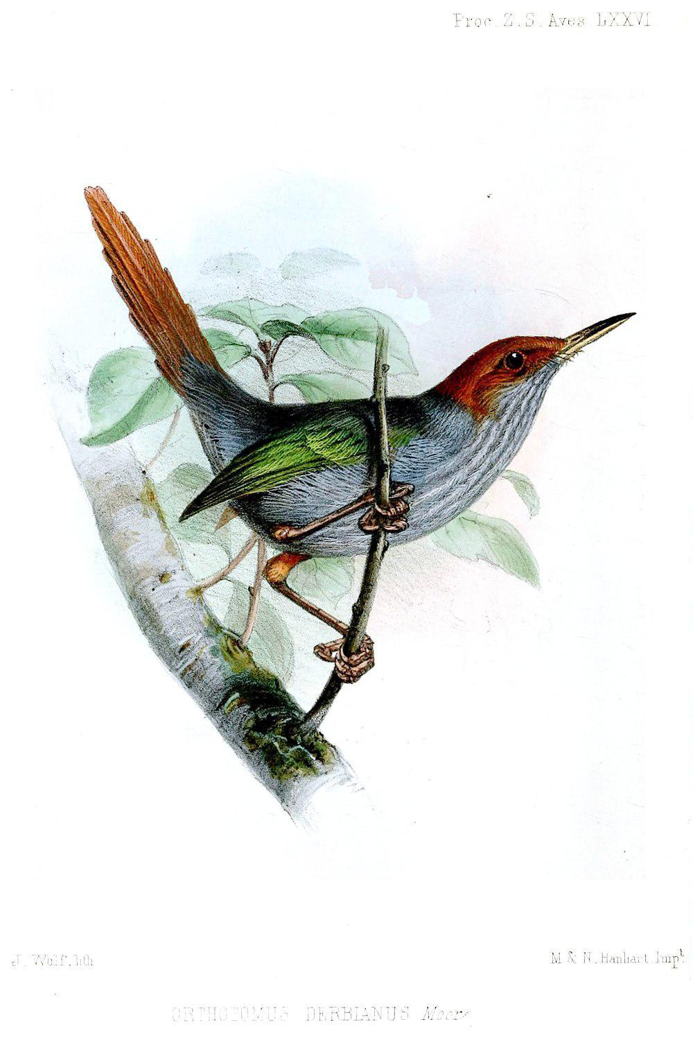 灰背缝叶莺 / Grey-backed Tailorbird / Orthotomus derbianus