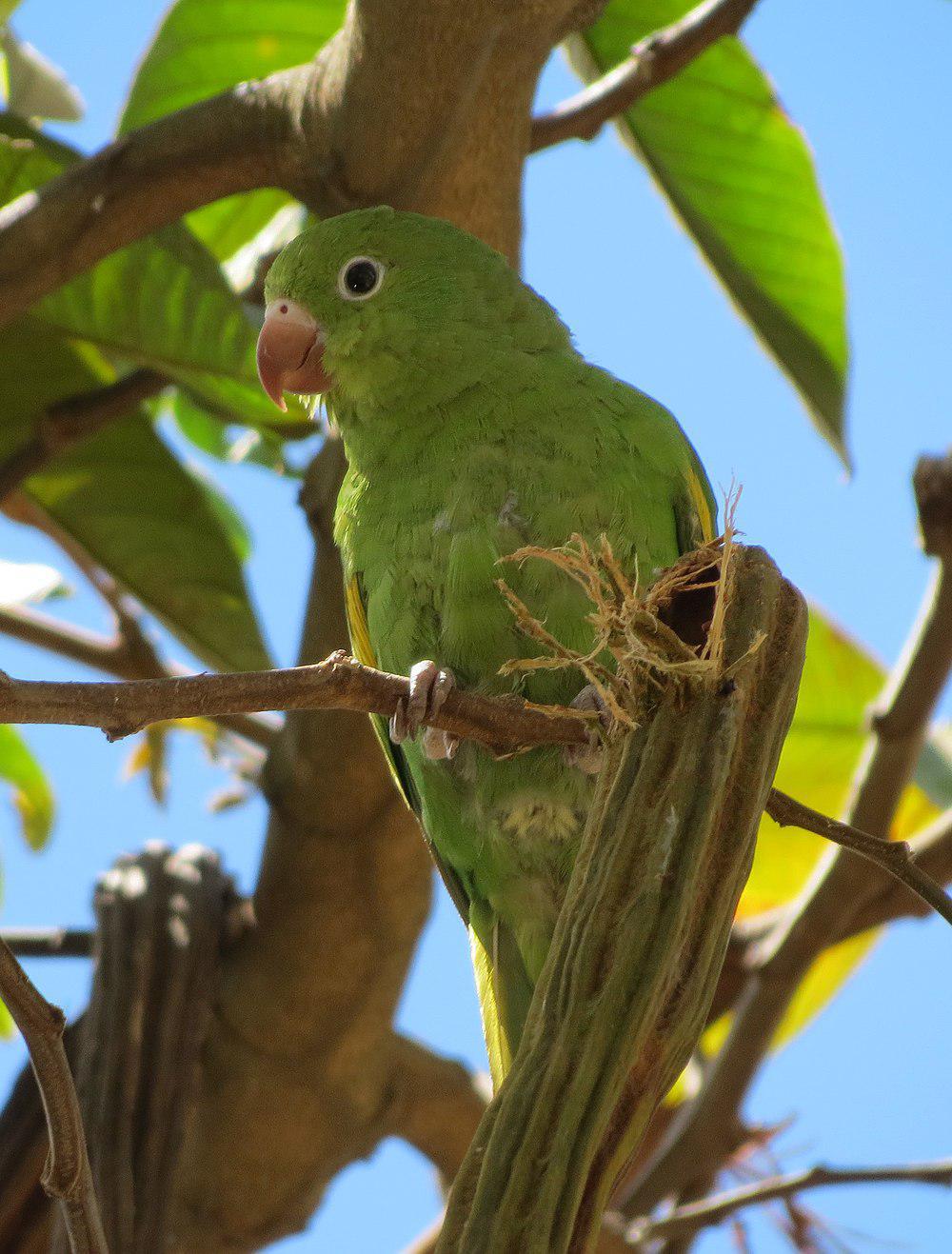 黄翅斑鹦哥 / Yellow-chevroned Parakeet / Brotogeris chiriri