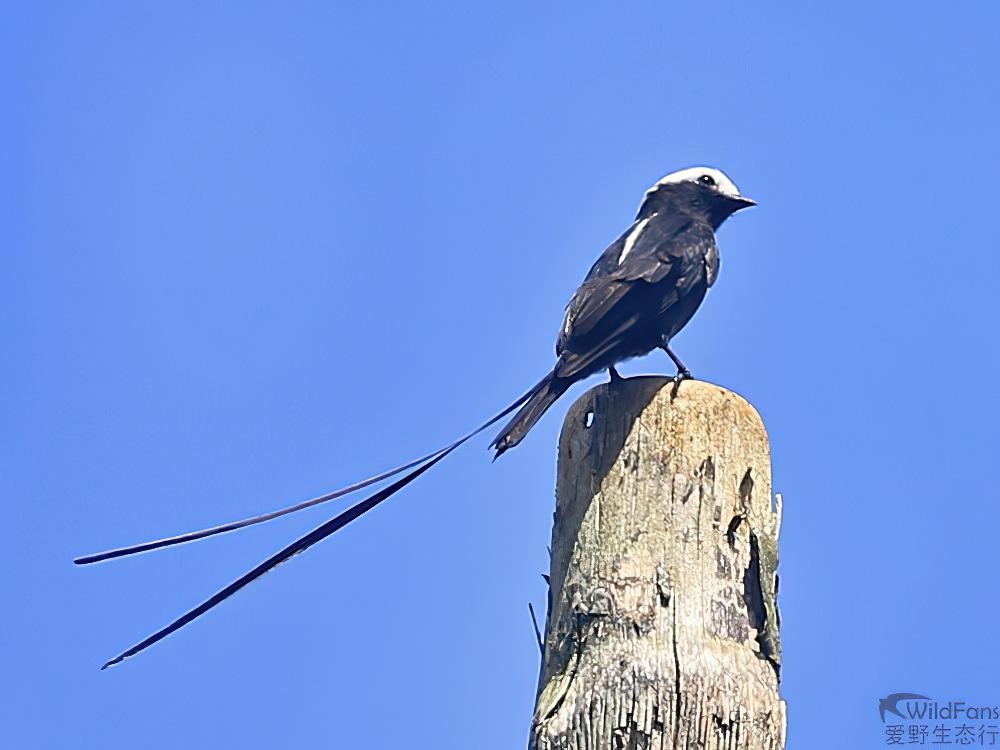 长尾霸鹟 / Long-tailed Tyrant / Colonia colonus