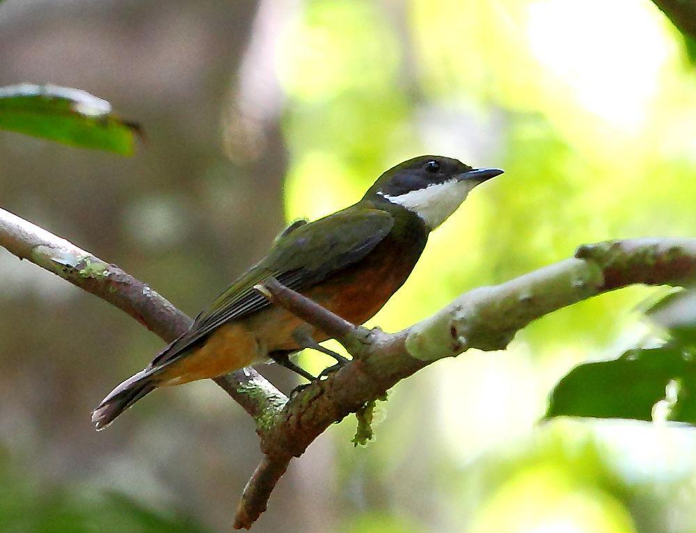 黄顶娇鹟 / Yellow-crested Manakin / Heterocercus flavivertex