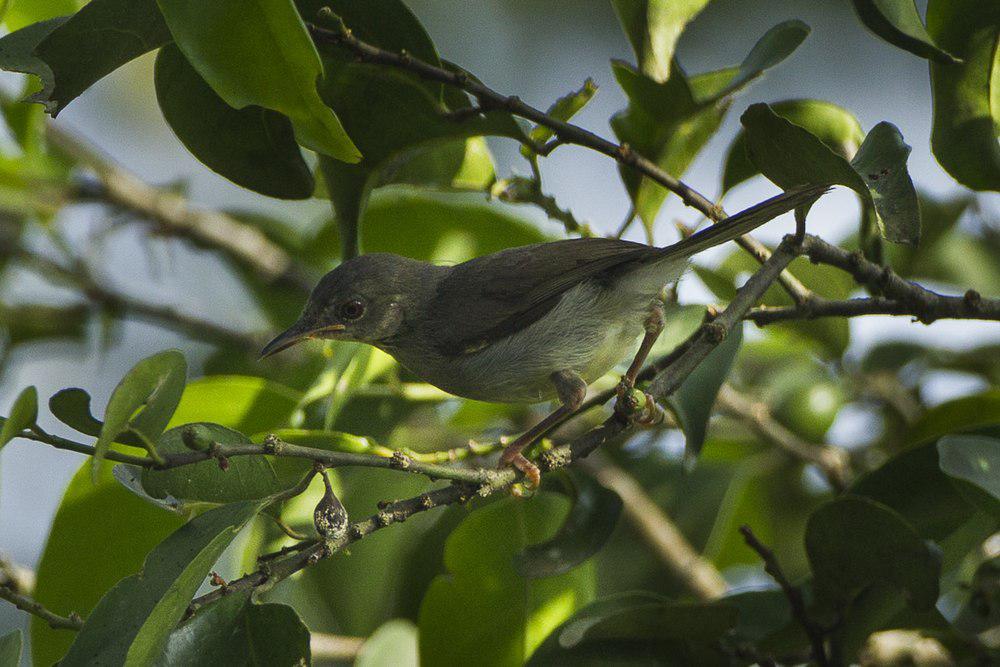 夏氏娇莺 / Sharpe\'s Apalis / Apalis sharpii