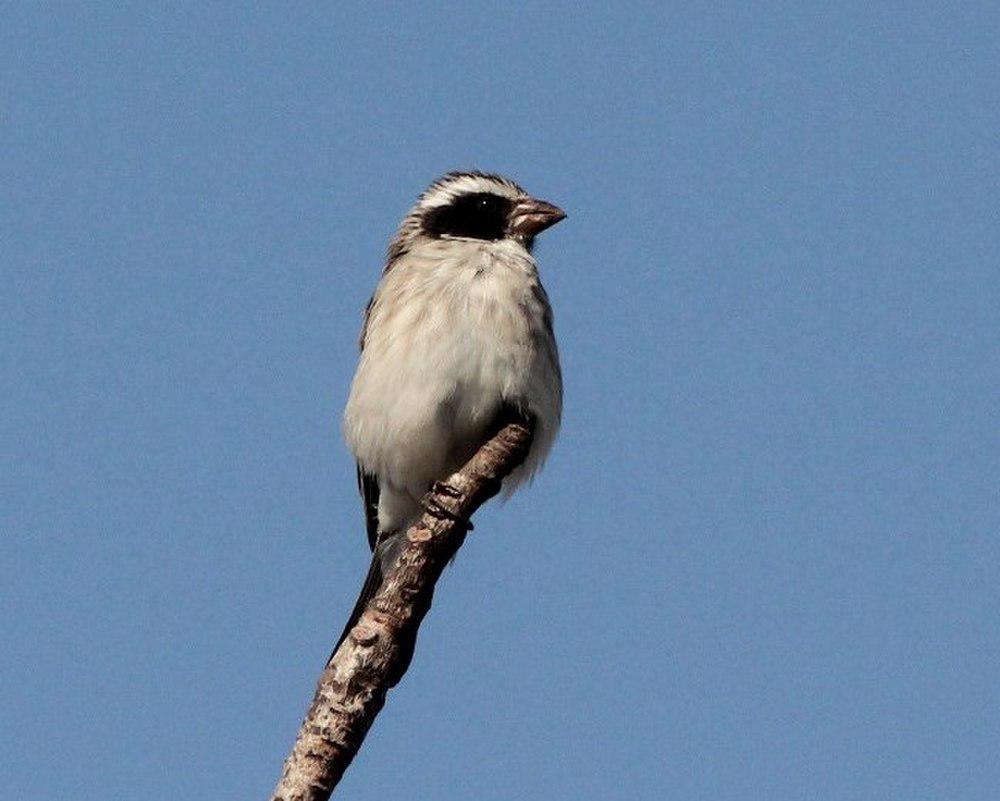 黑耳丝雀 / Black-eared Seedeater / Crithagra mennelli