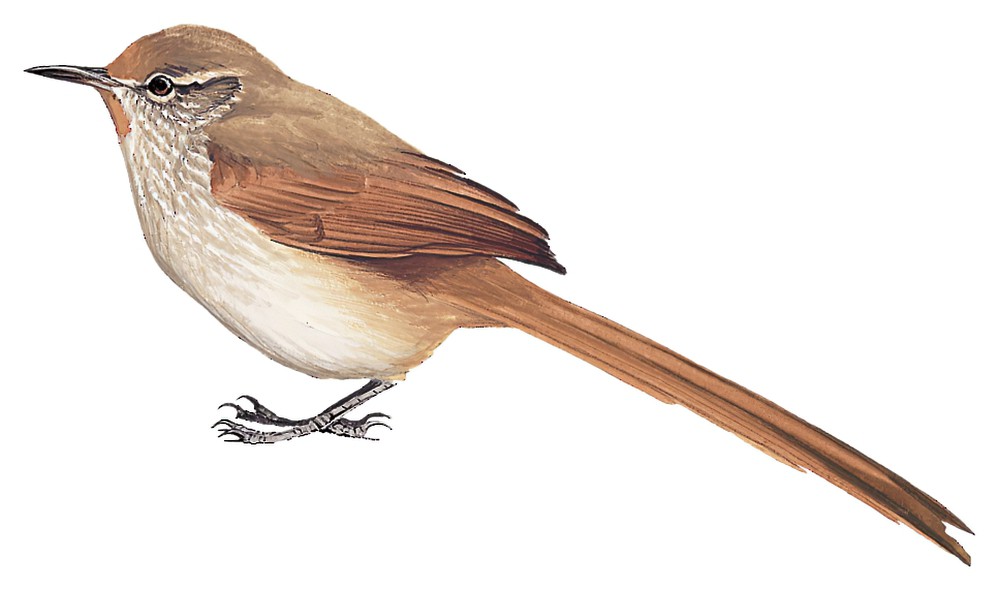 锈额卡纳灶鸟 / Rusty-fronted Canastero / Asthenes ottonis