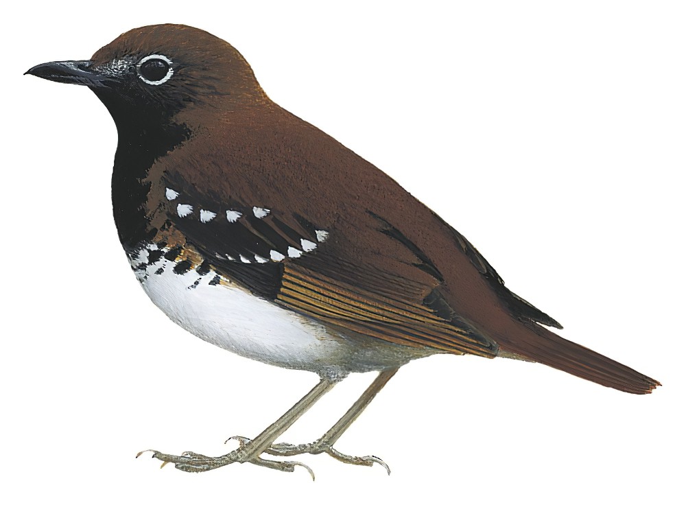 摩鹿加地鸫 / Buru Thrush / Geokichla dumasi