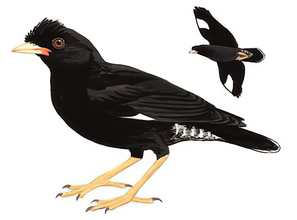 八哥 / Crested Myna / Acridotheres cristatellus