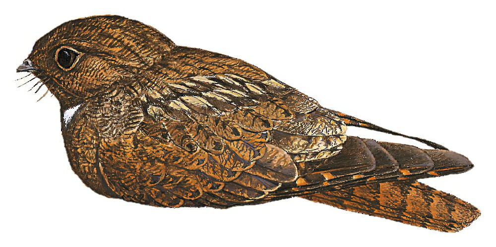 非洲褐夜鹰 / Brown Nightjar / Veles binotatus