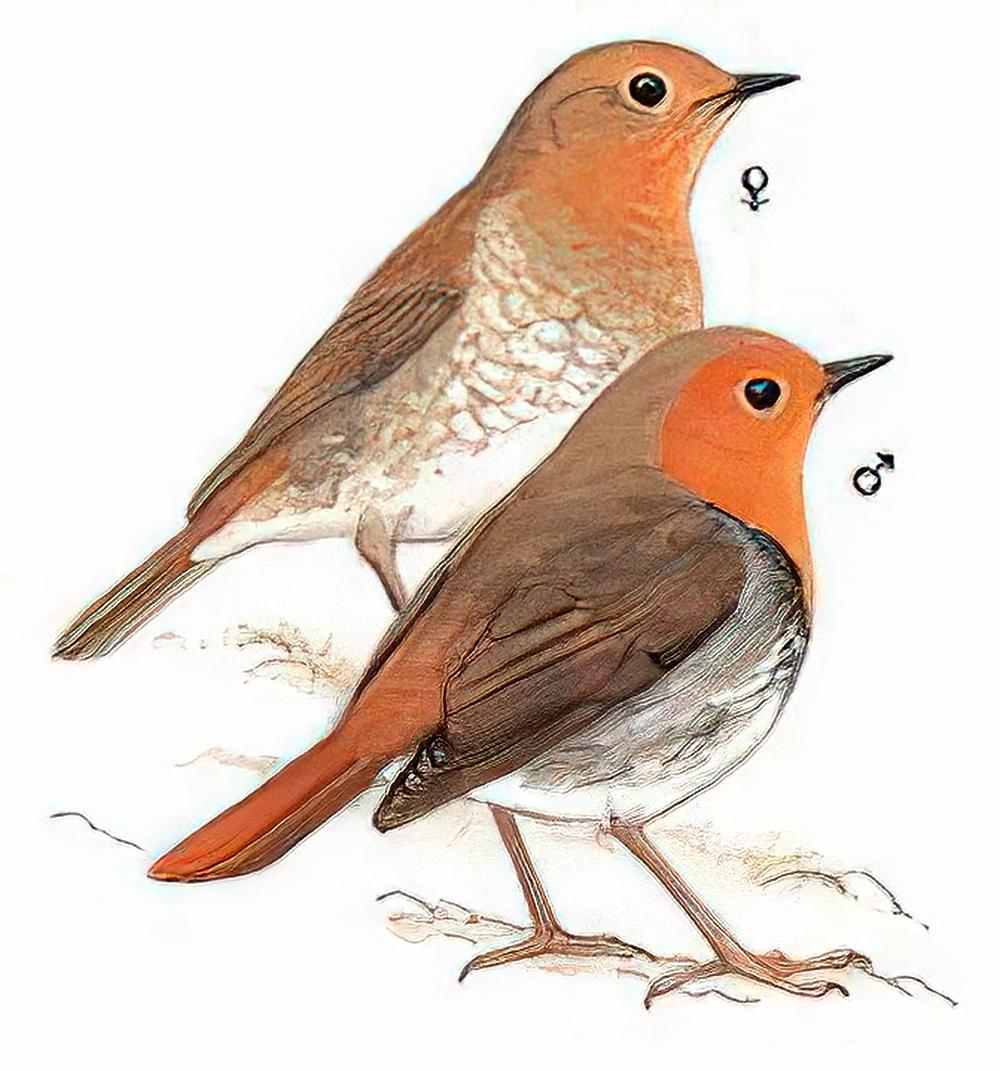 [日本]歌鸲 / Japanese Robin