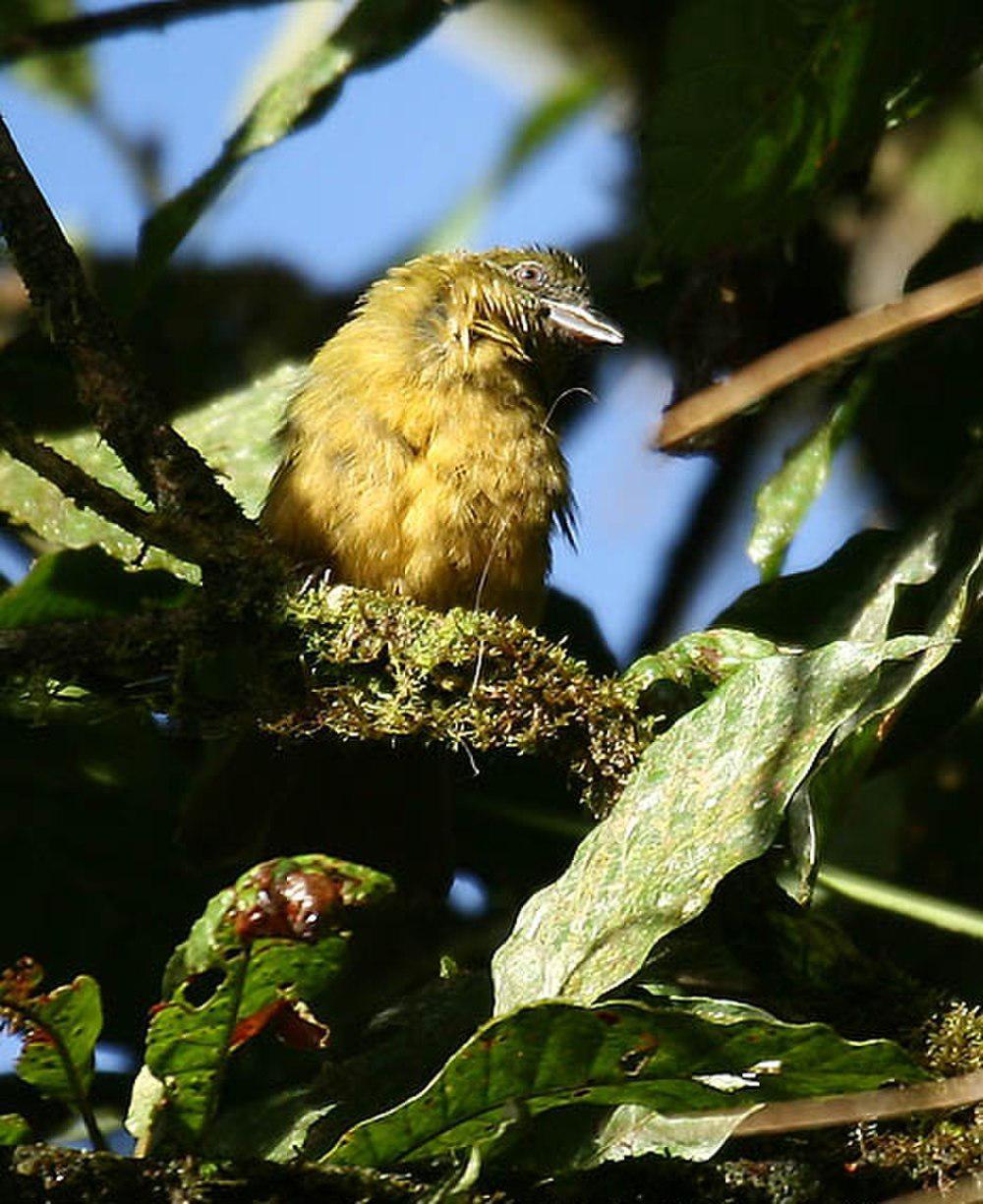 赭胸绿唐纳雀 / Ochre-breasted Tanager / Chlorothraupis stolzmanni