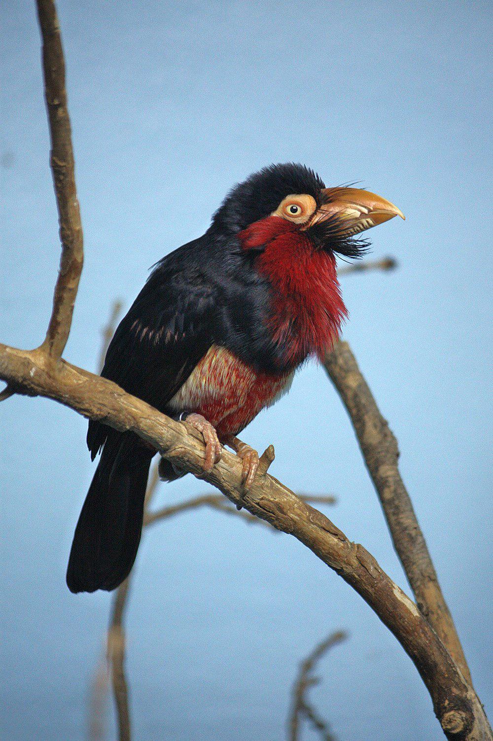 须拟䴕 / Bearded Barbet / Lybius dubius