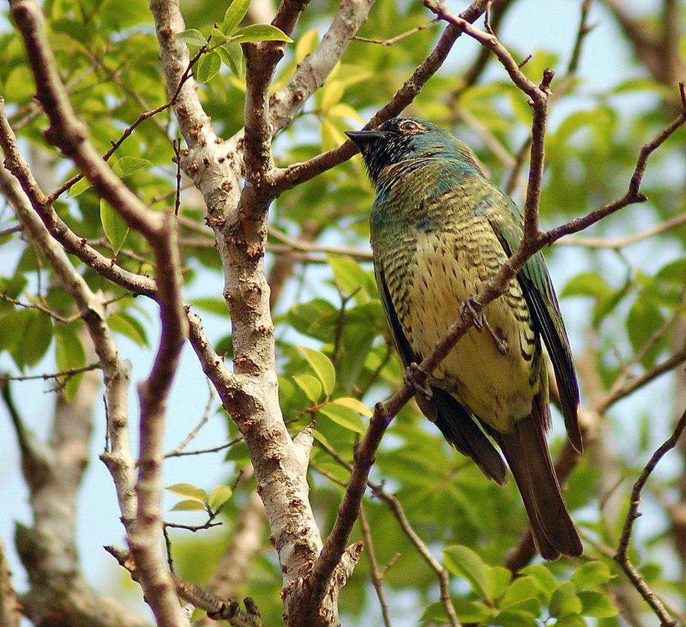 燕嘴唐纳雀 / Swallow Tanager / Tersina viridis