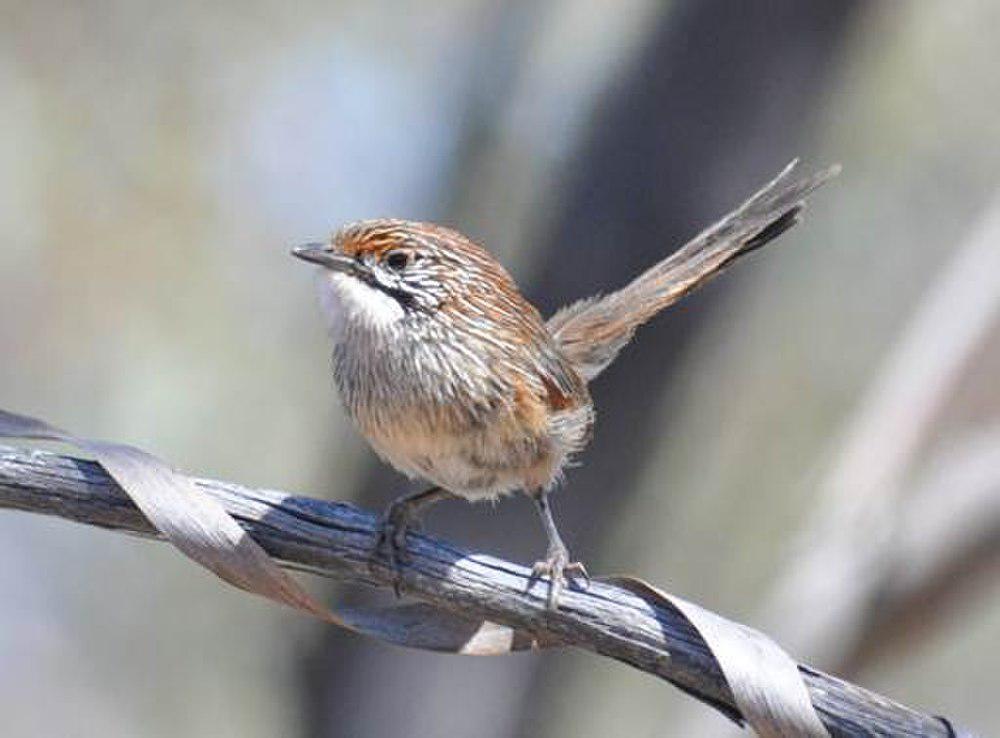 纹草鹩莺 / Striated Grasswren / Amytornis striatus