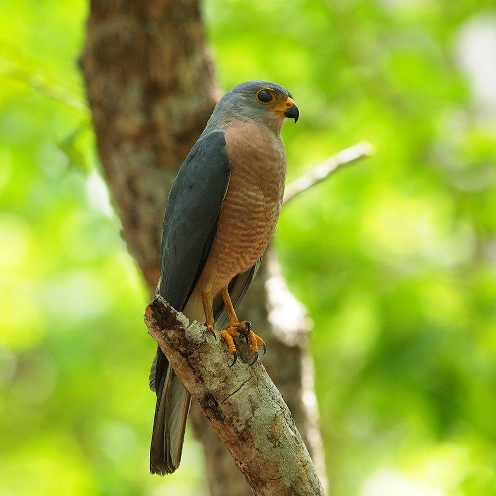 杂色鹰 / Variable Goshawk / Accipiter hiogaster