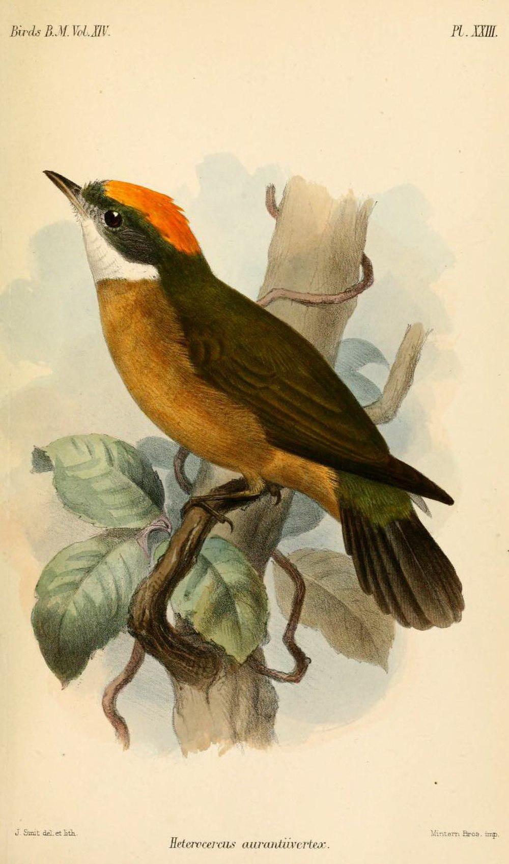 橙顶娇鹟 / Orange-crested Manakin / Heterocercus aurantiivertex