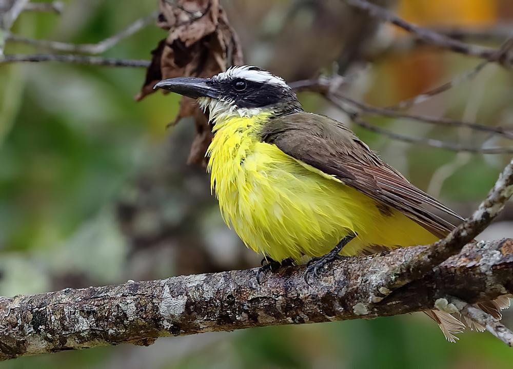 船嘴霸鹟 / Boat-billed Flycatcher / Megarynchus pitangua